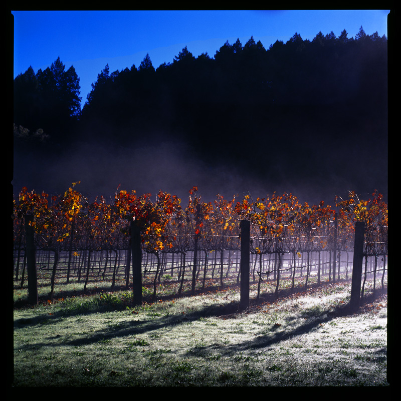 Steam rises off grape vines on a Sunday morning at a vineyard in the Napa Valley.